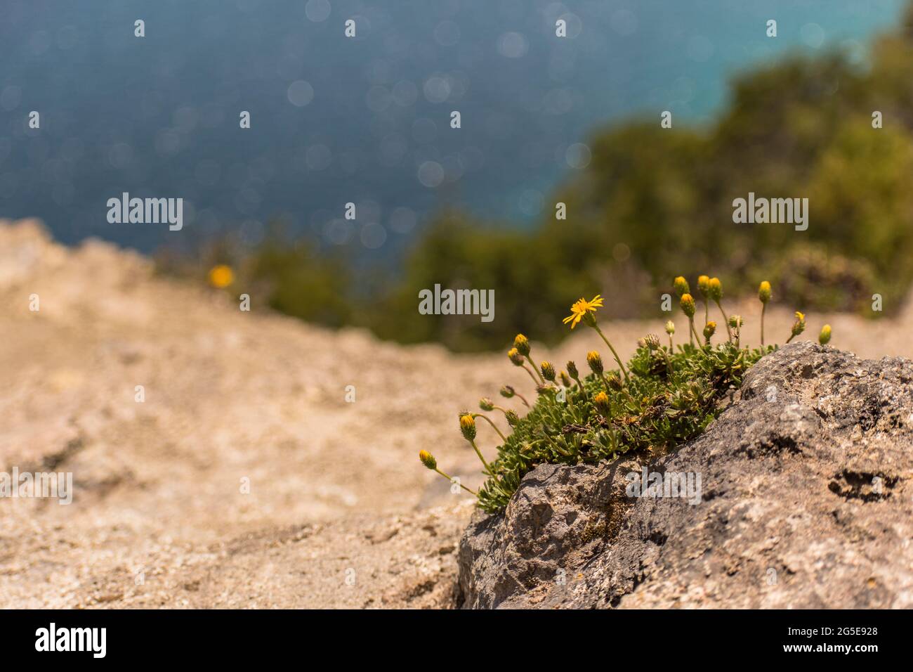 Campo di erba con fiori piccoli in riva al lago Nonthue´s, Parco Nazionale Lanin, Argentina. Foto Stock