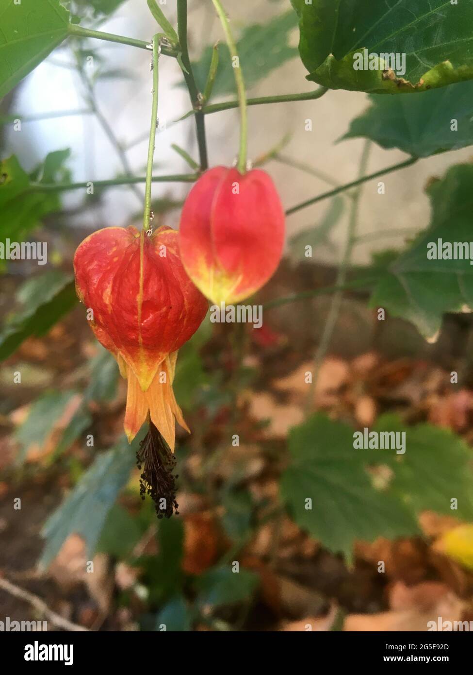 Fiori di un abutilon Foto Stock
