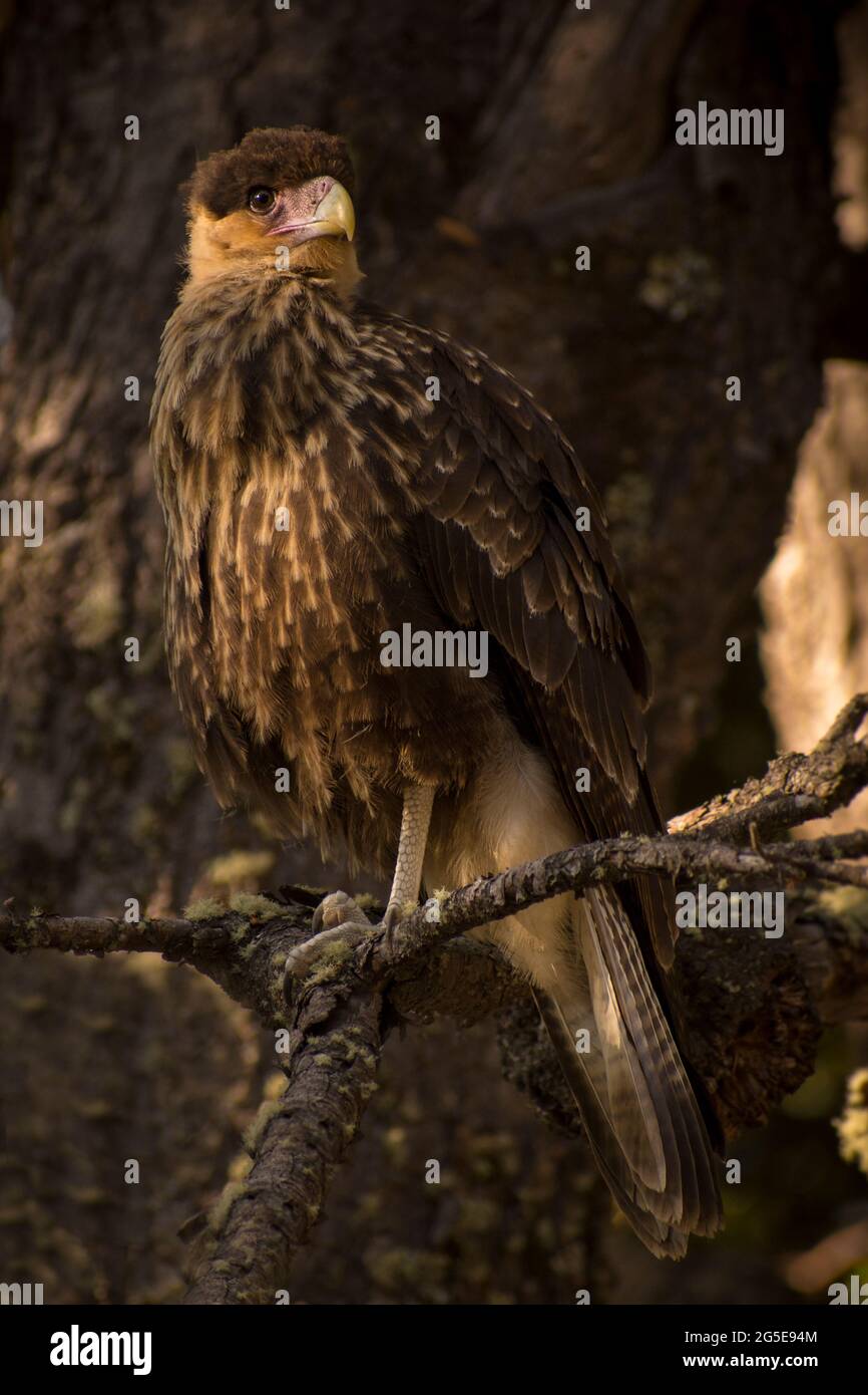Carancho (Caracara plancus) in piedi su un ramo di albero nel Parco Nazionale Nahuel Huapi, Patagonia Argentina. Foto Stock