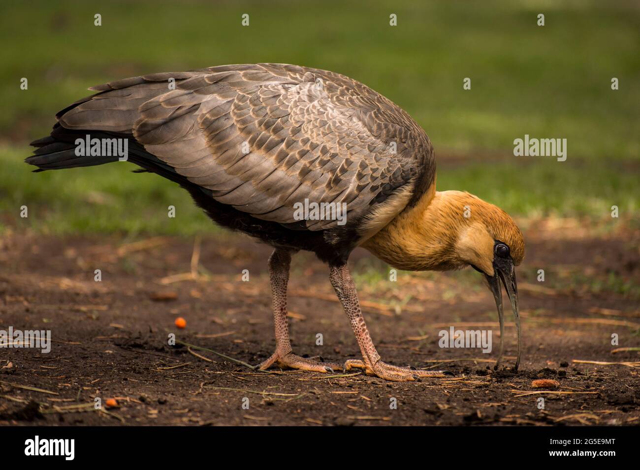 Uccello chiamato 'Bandurria', comune in Patagonia Argentina, mangiare da terra in un parco pubblico (Theristicus caudatus) Foto Stock