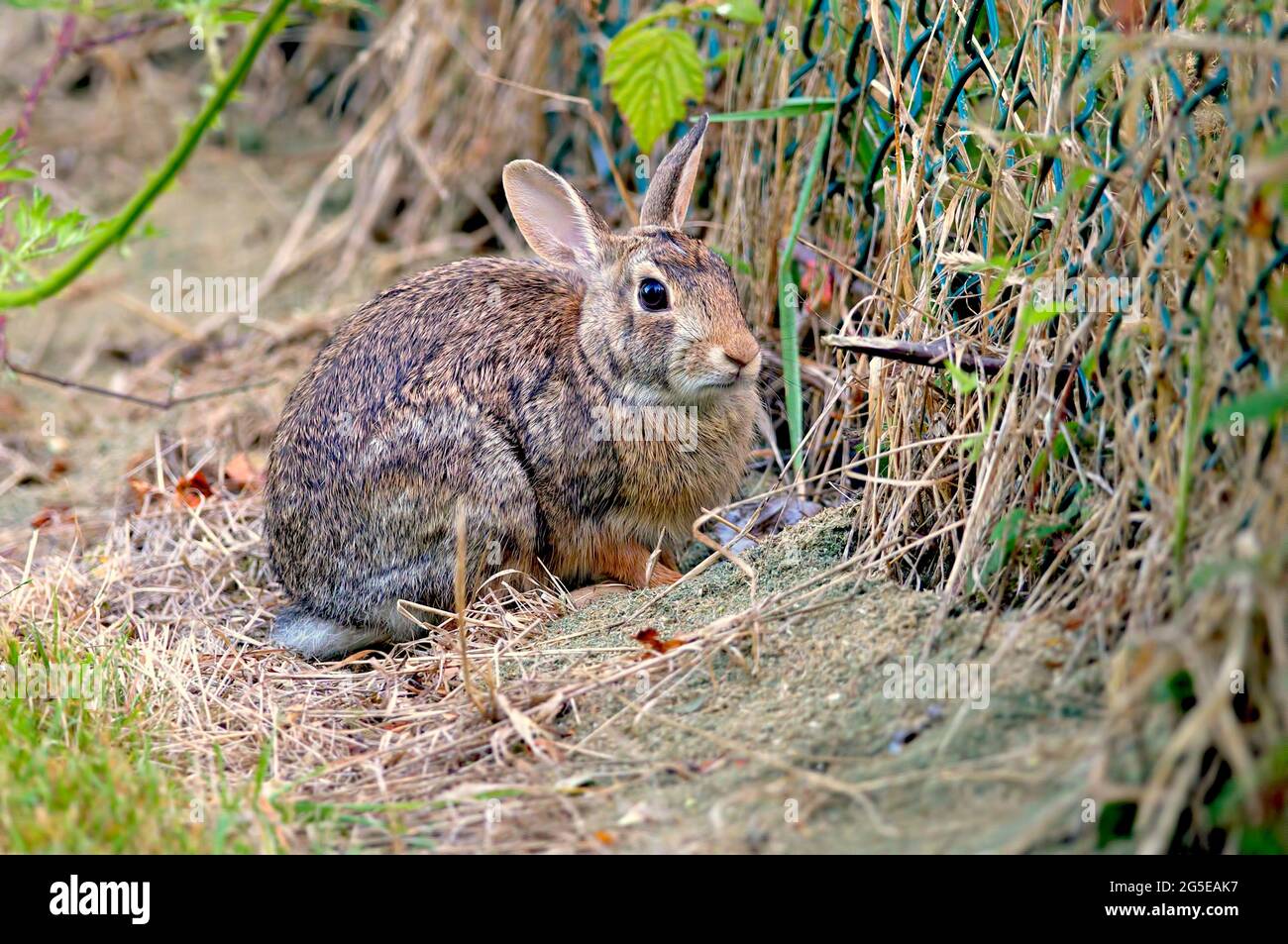 Coniglio spazzolone occidentale (Sylvilagus bachmani) coniglio spazzolone californiano Foto Stock