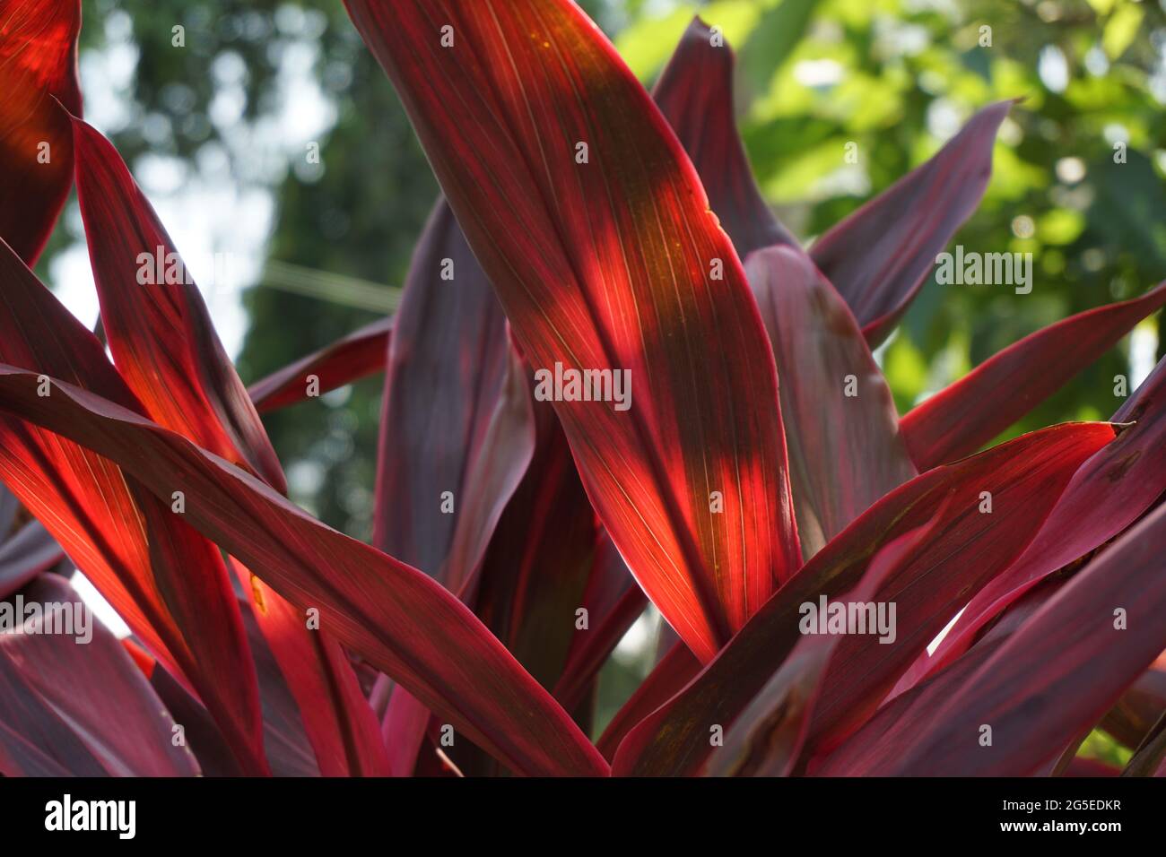 Cordilina verde frutticosa comunemente chiamata ti pianta, giglio di palma, palma di cavolo, pianta di buona fortuna, Convallaria frutticosa L., Asparagi terminalis L., Cordy Foto Stock