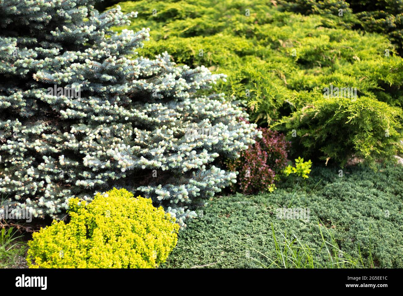 Giardino di conifere. Piante di abete rosso. Progettazione paesaggistica con piante. Un bellissimo sfondo di alberi di conifere. Foto Stock