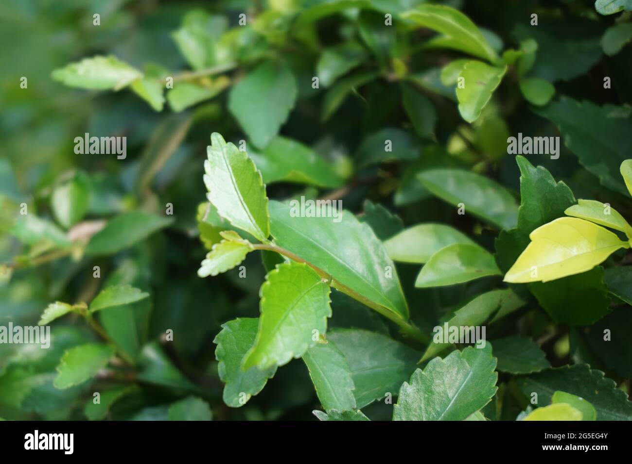 Foglie di tumulo d'oro. Chiamato anche Sinyo nakal, Duranta erecta, teh-tehan, alba, aurea, ragazza geisha, docce zaffiro e variegata Foto Stock