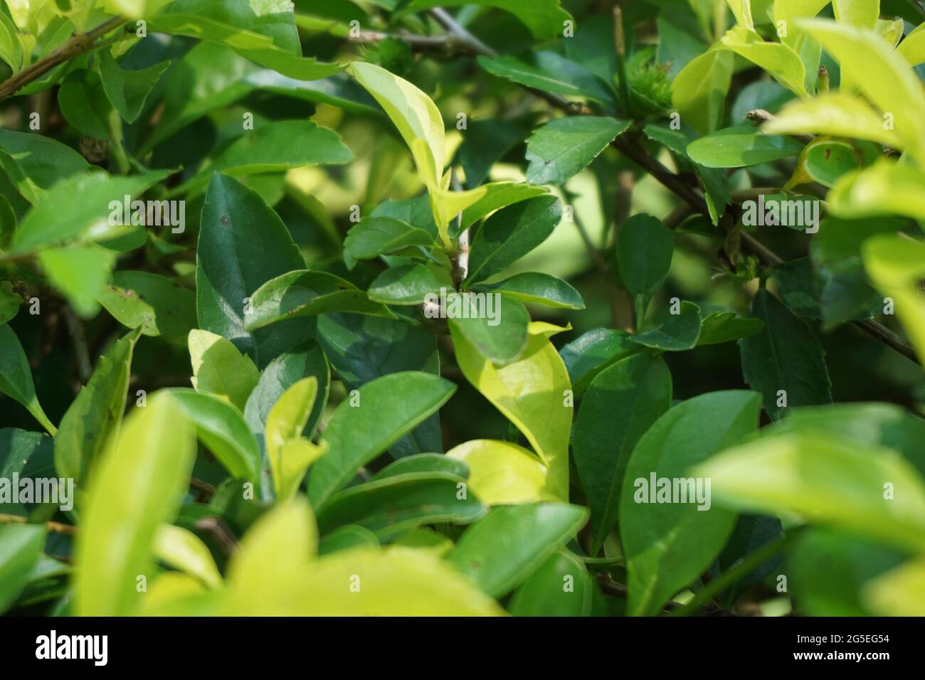 Foglie di tumulo d'oro. Chiamato anche Sinyo nakal, Duranta erecta, teh-tehan, alba, aurea, ragazza geisha, docce zaffiro e variegata Foto Stock
