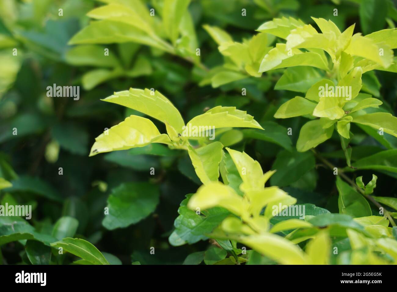 Foglie di tumulo d'oro. Chiamato anche Sinyo nakal, Duranta erecta, teh-tehan, alba, aurea, ragazza geisha, docce zaffiro e variegata Foto Stock