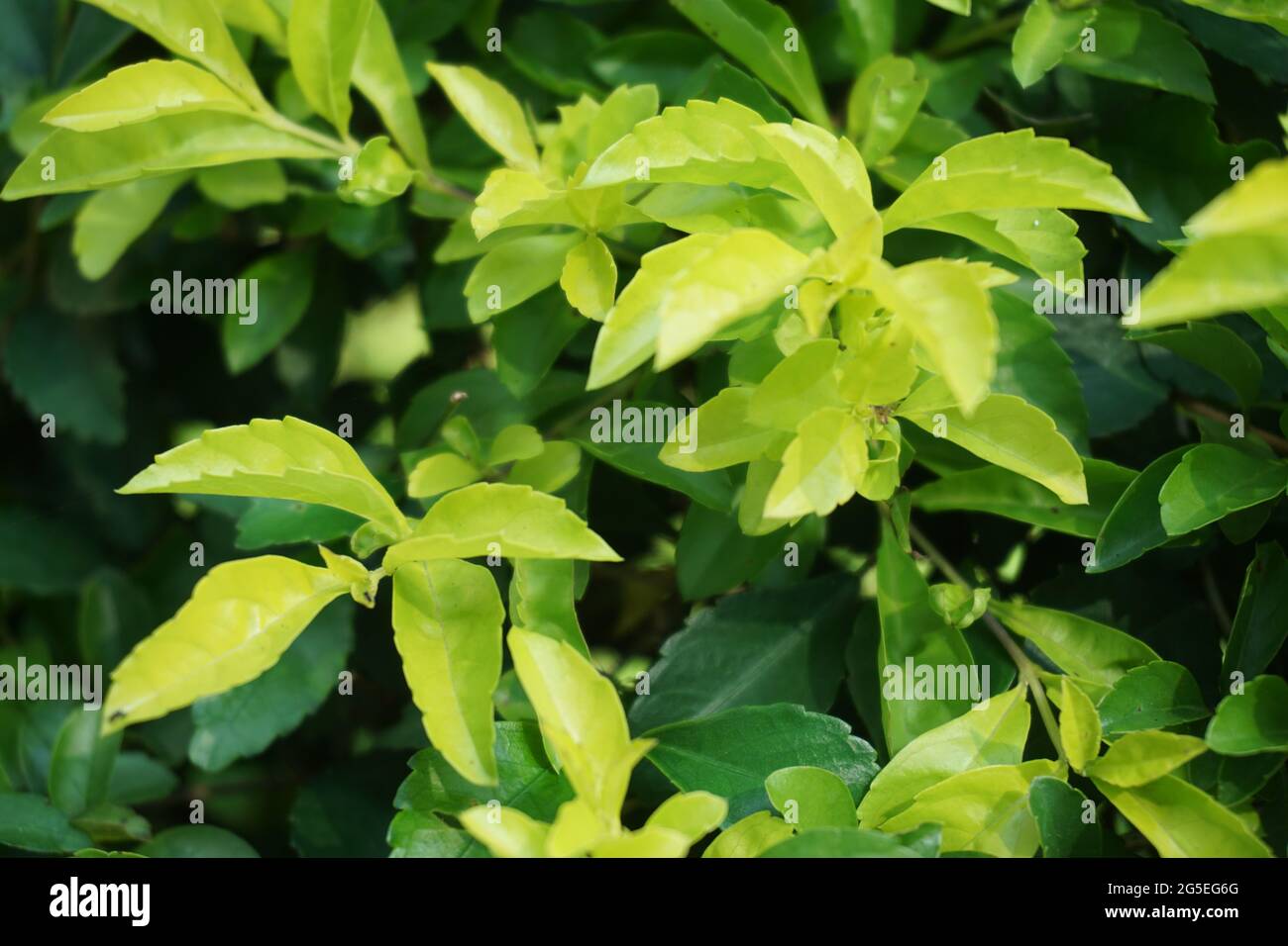 Foglie di tumulo d'oro. Chiamato anche Sinyo nakal, Duranta erecta, teh-tehan, alba, aurea, ragazza geisha, docce zaffiro e variegata Foto Stock