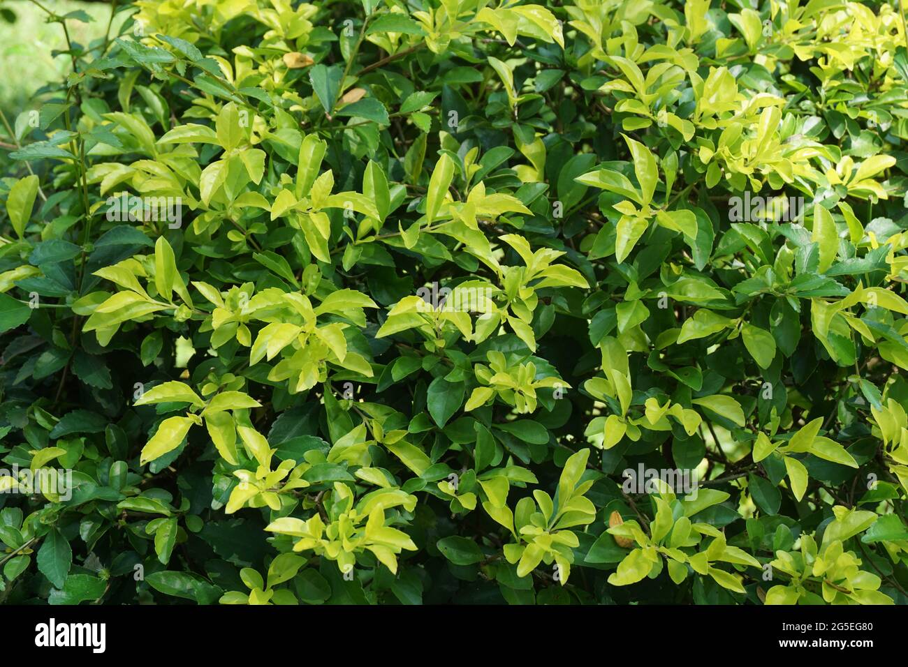 Foglie di tumulo d'oro. Chiamato anche Sinyo nakal, Duranta erecta, teh-tehan, alba, aurea, ragazza geisha, docce zaffiro e variegata Foto Stock