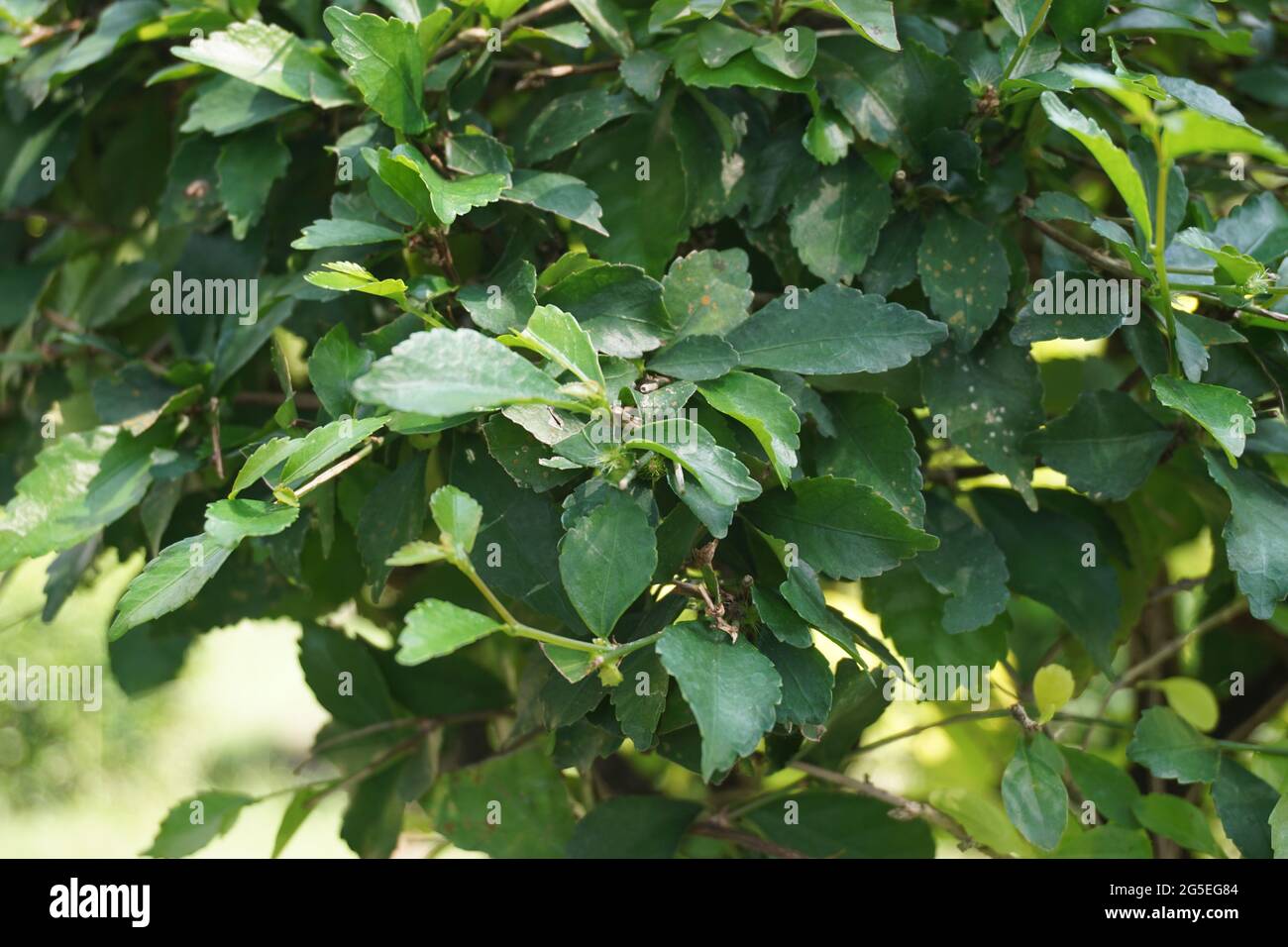 Foglie di tumulo d'oro. Chiamato anche Sinyo nakal, Duranta erecta, teh-tehan, alba, aurea, ragazza geisha, docce zaffiro e variegata Foto Stock