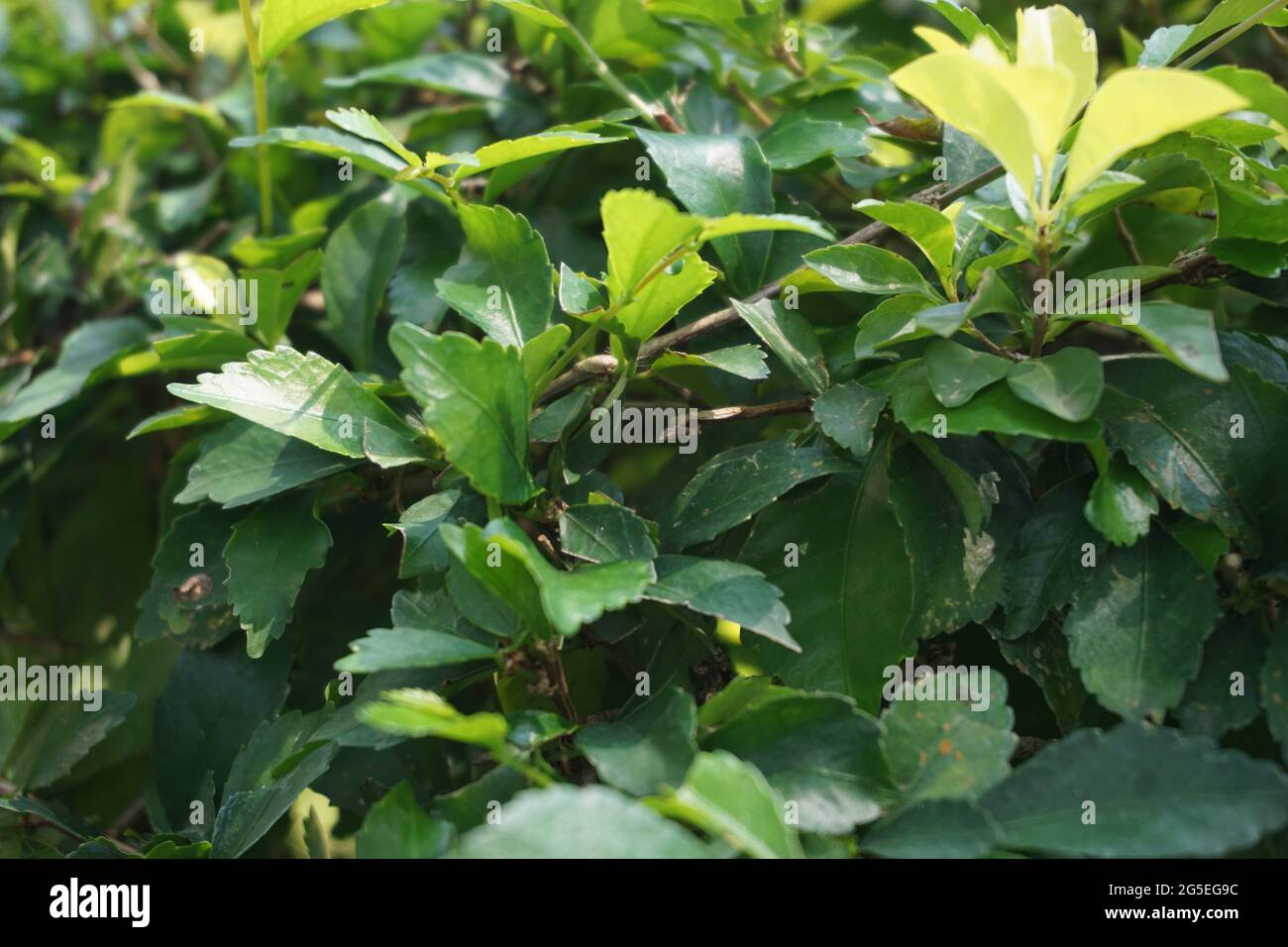 Foglie di tumulo d'oro. Chiamato anche Sinyo nakal, Duranta erecta, teh-tehan, alba, aurea, ragazza geisha, docce zaffiro e variegata Foto Stock