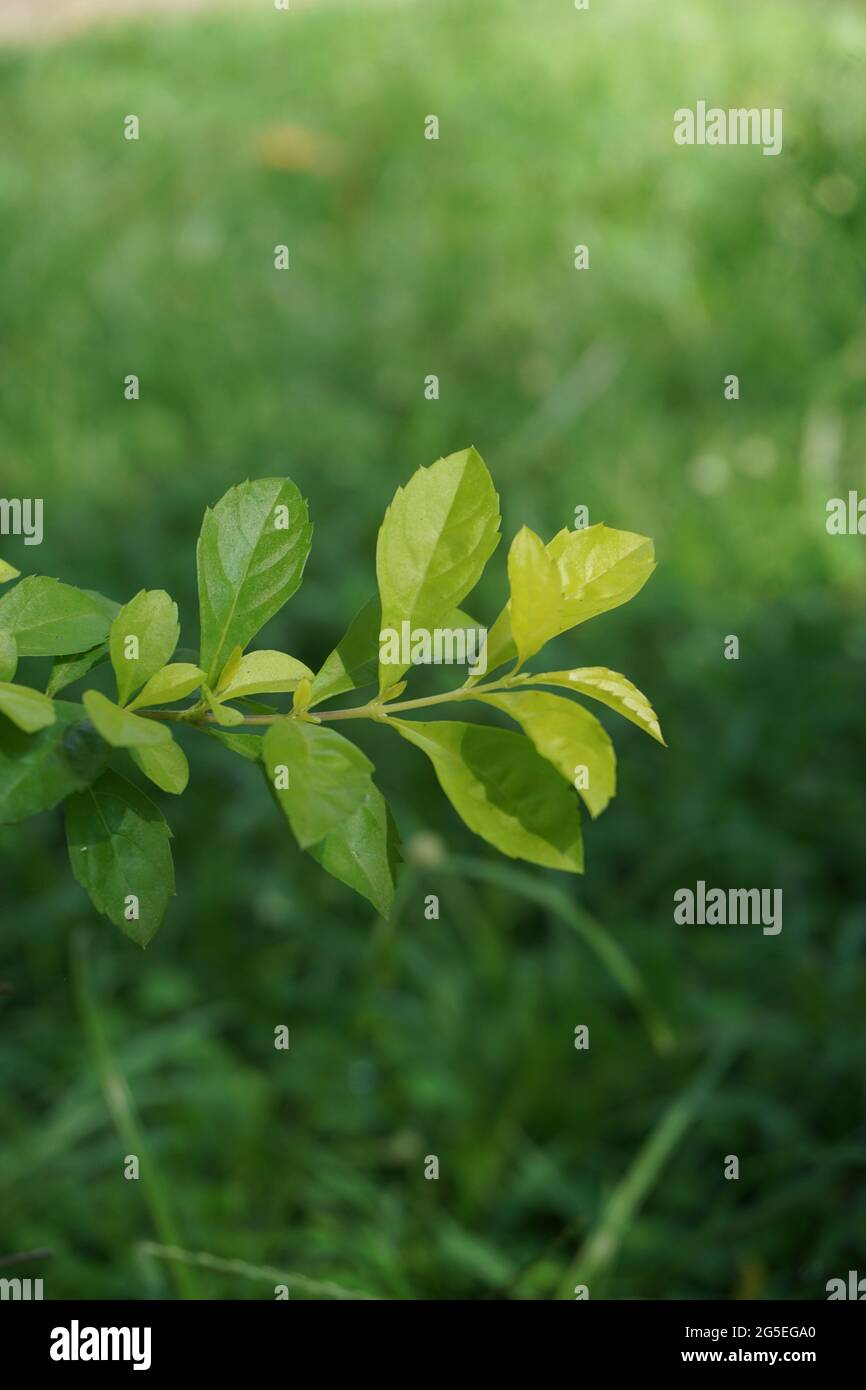 Foglie di tumulo d'oro. Chiamato anche Sinyo nakal, Duranta erecta, teh-tehan, alba, aurea, ragazza geisha, docce zaffiro e variegata Foto Stock