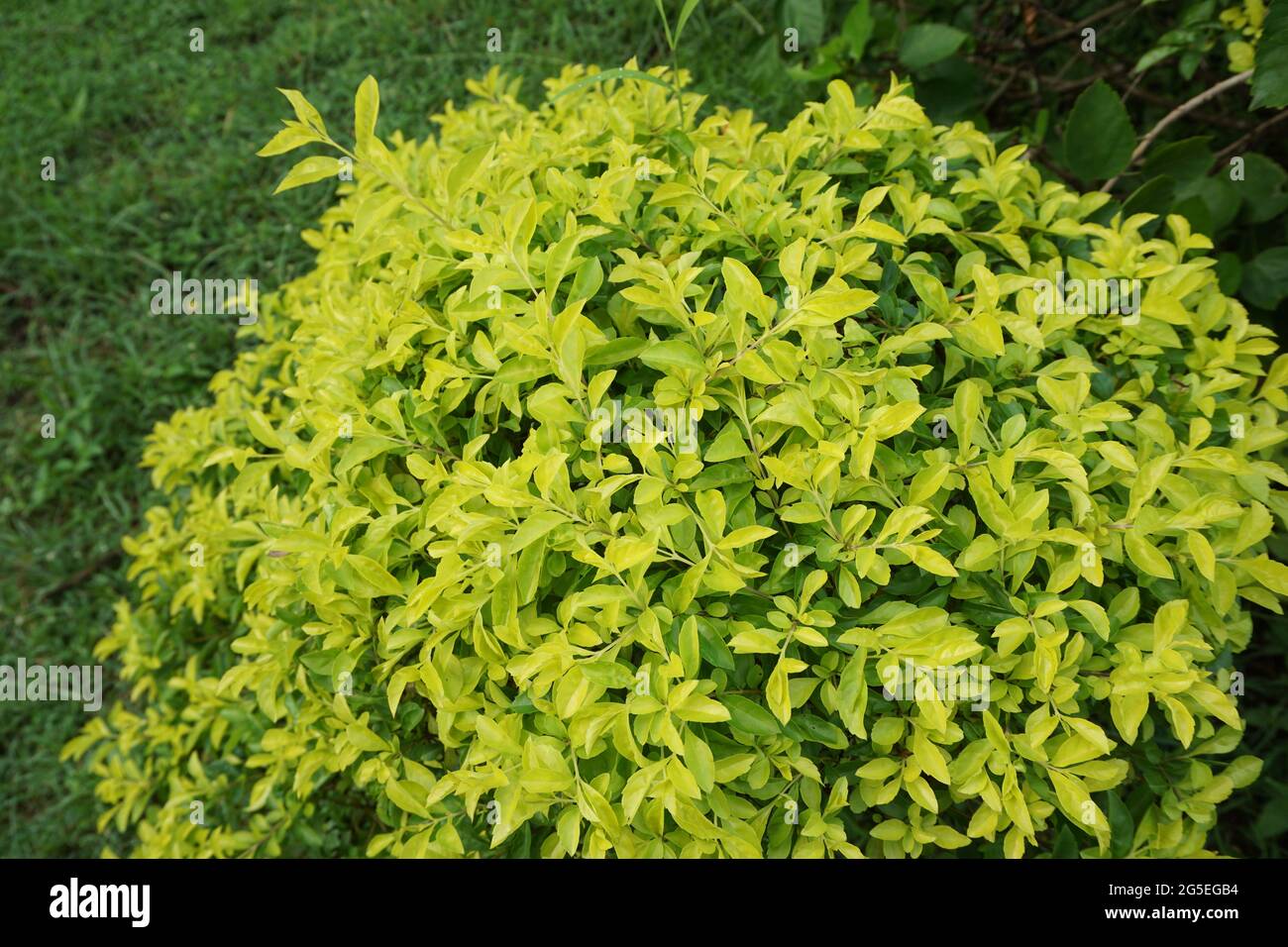 Foglie di tumulo d'oro. Chiamato anche Sinyo nakal, Duranta erecta, teh-tehan, alba, aurea, ragazza geisha, docce zaffiro e variegata Foto Stock