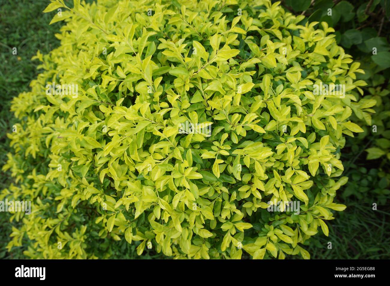 Foglie di tumulo d'oro. Chiamato anche Sinyo nakal, Duranta erecta, teh-tehan, alba, aurea, ragazza geisha, docce zaffiro e variegata Foto Stock