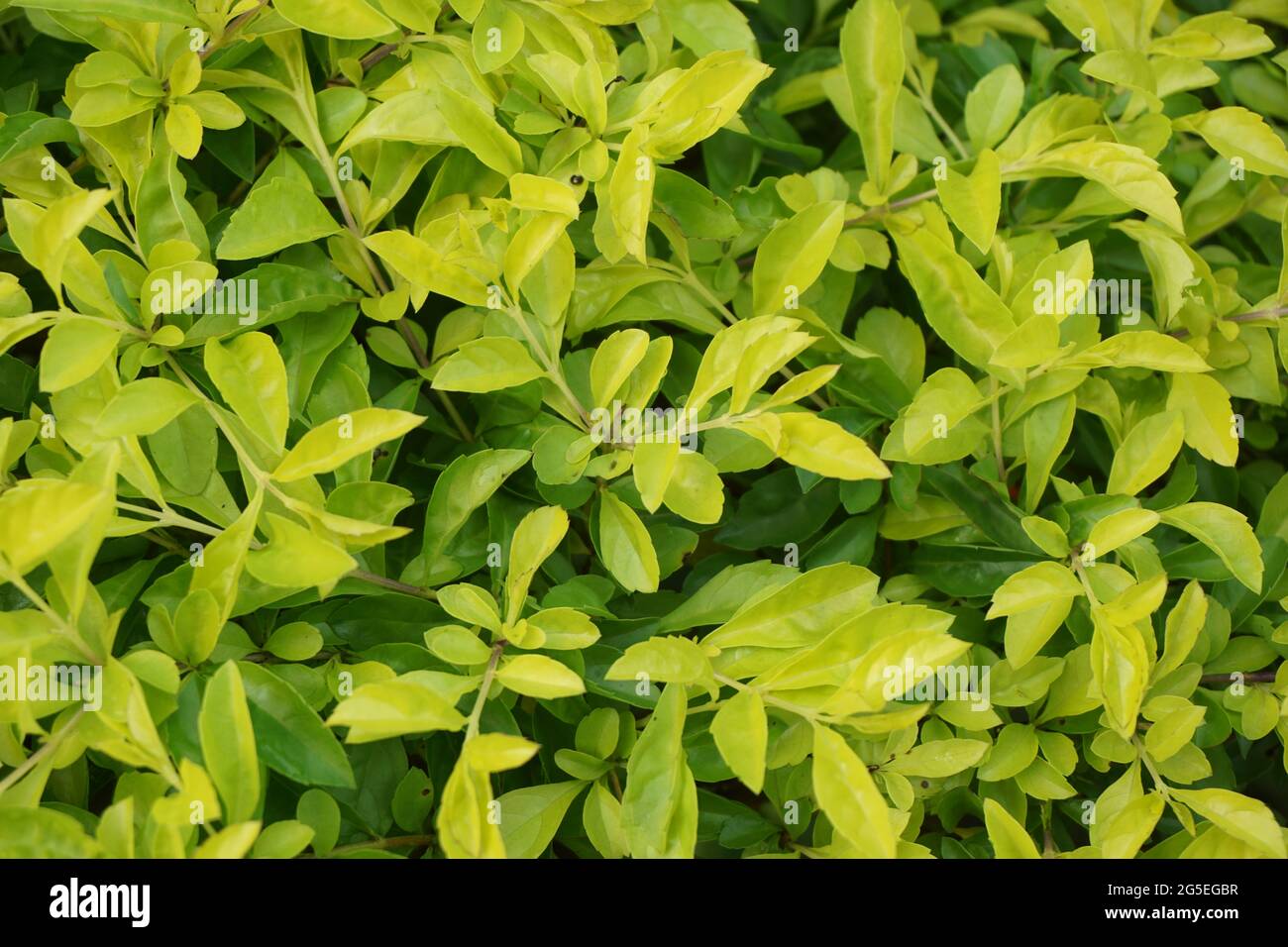 Foglie di tumulo d'oro. Chiamato anche Sinyo nakal, Duranta erecta, teh-tehan, alba, aurea, ragazza geisha, docce zaffiro e variegata Foto Stock