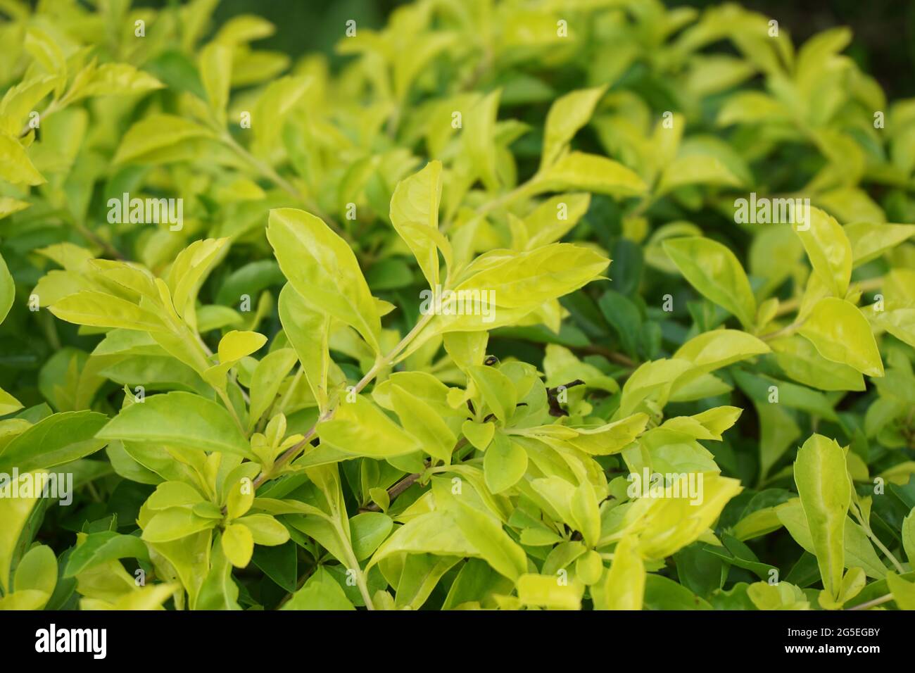 Foglie di tumulo d'oro. Chiamato anche Sinyo nakal, Duranta erecta, teh-tehan, alba, aurea, ragazza geisha, docce zaffiro e variegata Foto Stock
