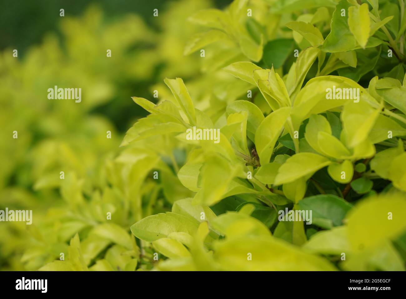Foglie di tumulo d'oro. Chiamato anche Sinyo nakal, Duranta erecta, teh-tehan, alba, aurea, ragazza geisha, docce zaffiro e variegata Foto Stock