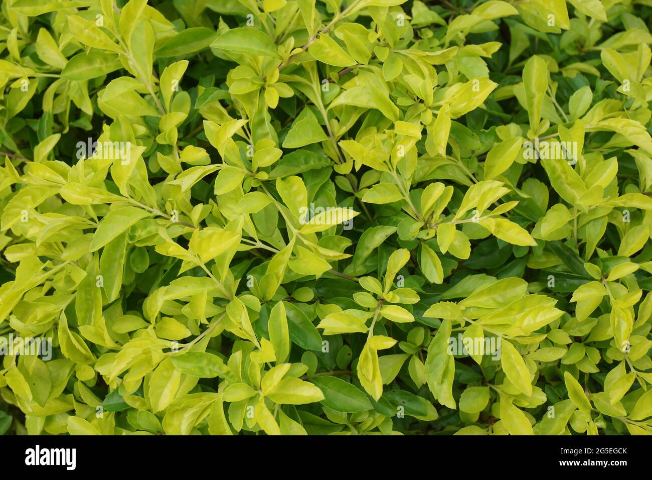 Foglie di tumulo d'oro. Chiamato anche Sinyo nakal, Duranta erecta, teh-tehan, alba, aurea, ragazza geisha, docce zaffiro e variegata Foto Stock