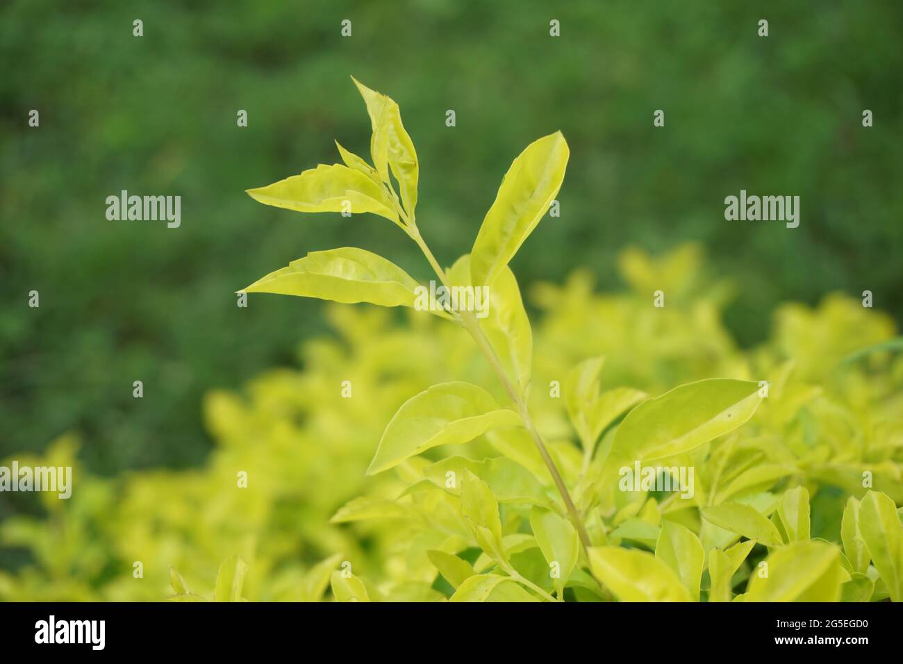 Foglie di tumulo d'oro. Chiamato anche Sinyo nakal, Duranta erecta, teh-tehan, alba, aurea, ragazza geisha, docce zaffiro e variegata Foto Stock