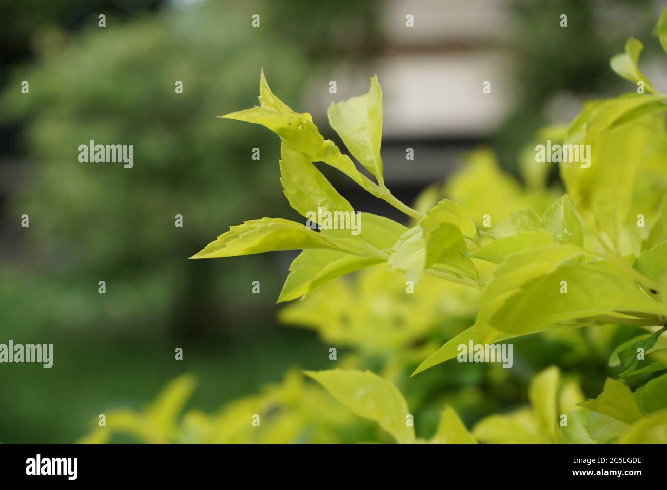 Foglie di tumulo d'oro. Chiamato anche Sinyo nakal, Duranta erecta, teh-tehan, alba, aurea, ragazza geisha, docce zaffiro e variegata Foto Stock