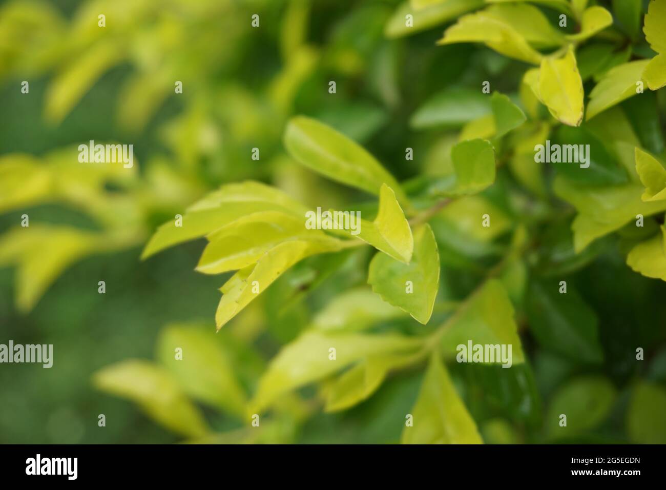 Foglie di tumulo d'oro. Chiamato anche Sinyo nakal, Duranta erecta, teh-tehan, alba, aurea, ragazza geisha, docce zaffiro e variegata Foto Stock