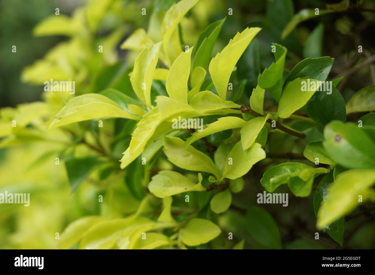 Foglie di tumulo d'oro. Chiamato anche Sinyo nakal, Duranta erecta, teh-tehan, alba, aurea, ragazza geisha, docce zaffiro e variegata Foto Stock