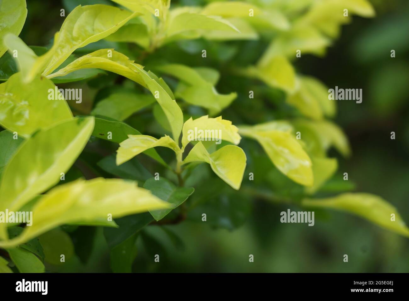 Foglie di tumulo d'oro. Chiamato anche Sinyo nakal, Duranta erecta, teh-tehan, alba, aurea, ragazza geisha, docce zaffiro e variegata Foto Stock