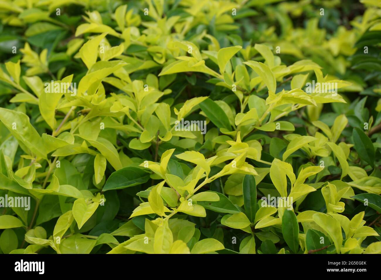 Foglie di tumulo d'oro. Chiamato anche Sinyo nakal, Duranta erecta, teh-tehan, alba, aurea, ragazza geisha, docce zaffiro e variegata Foto Stock