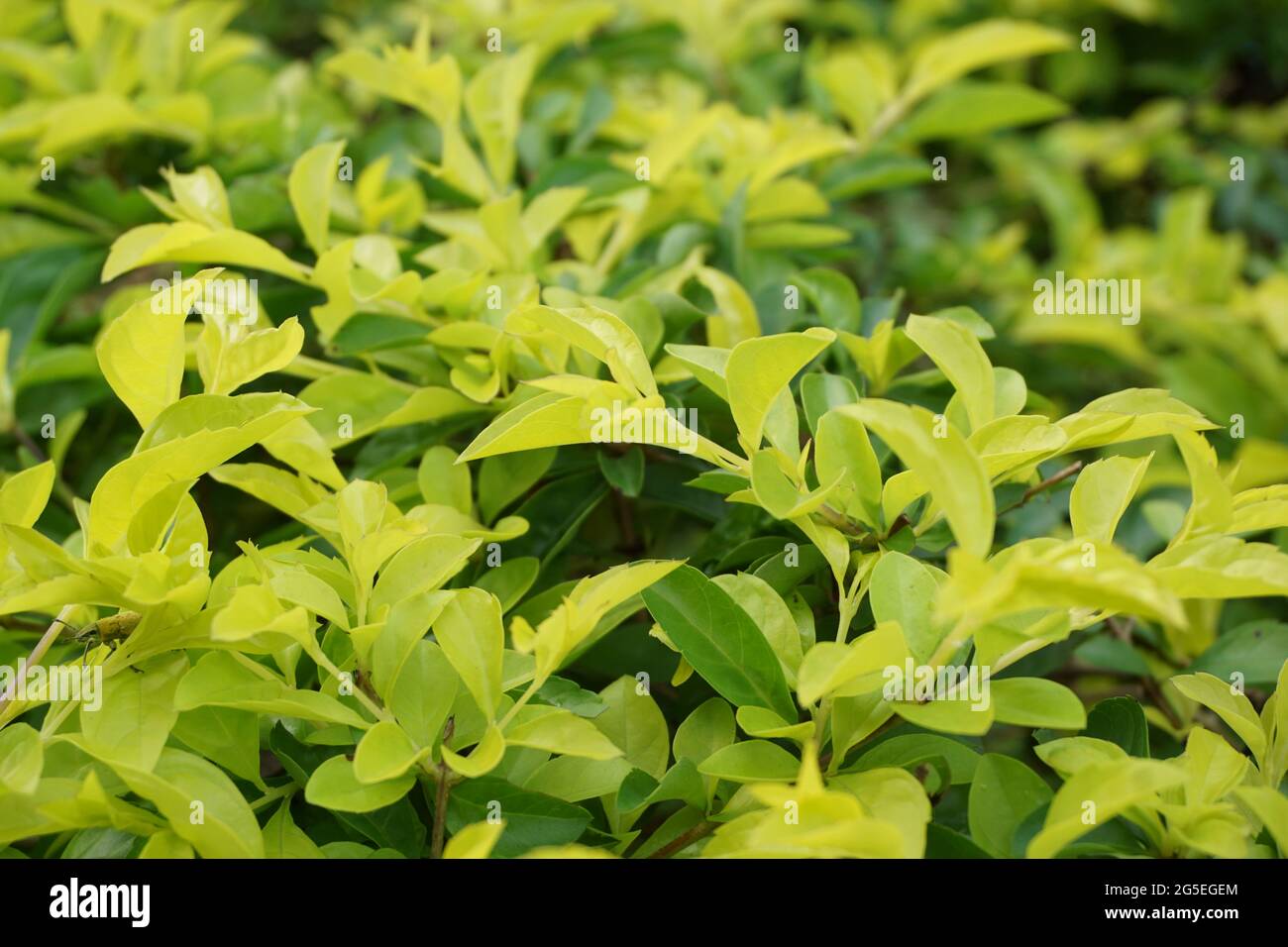 Foglie di tumulo d'oro. Chiamato anche Sinyo nakal, Duranta erecta, teh-tehan, alba, aurea, ragazza geisha, docce zaffiro e variegata Foto Stock