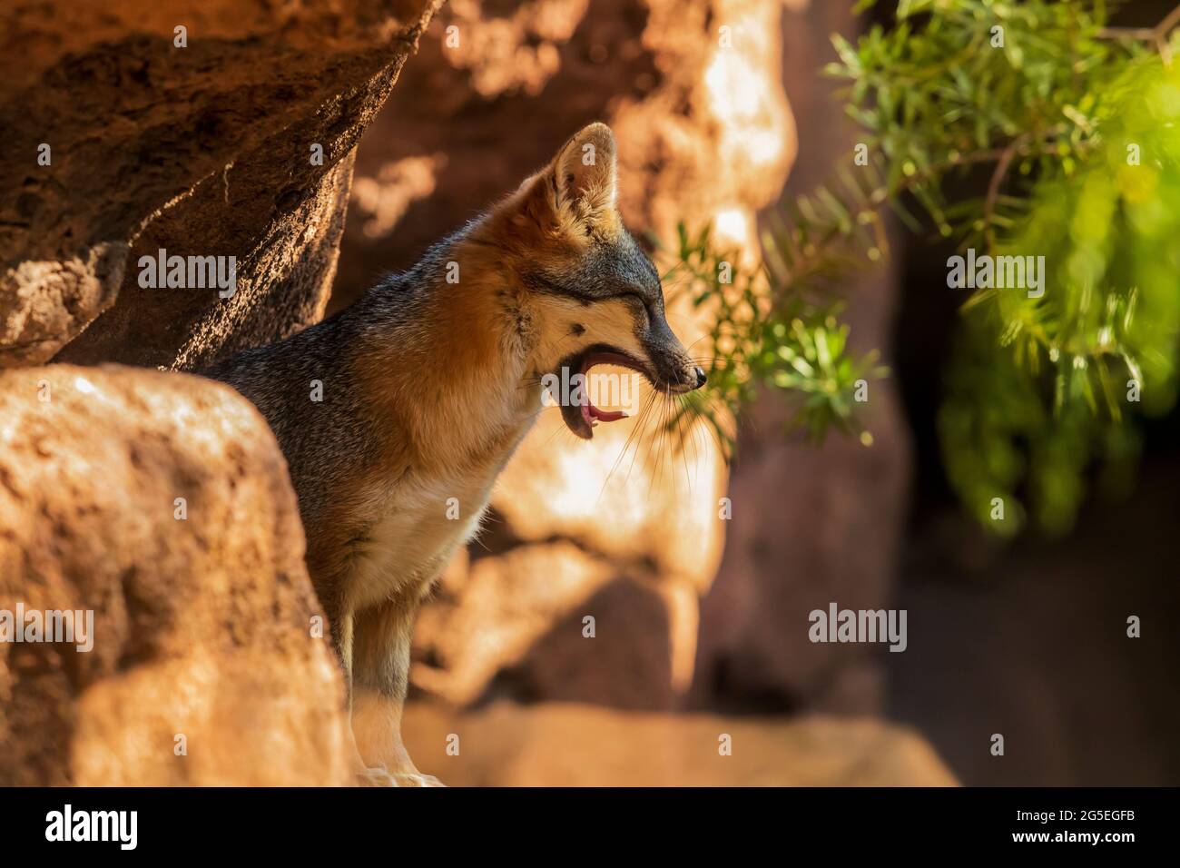 Grey Fox (Urocyon cinereoargenteus) nel museo del deserto di sonora Foto Stock