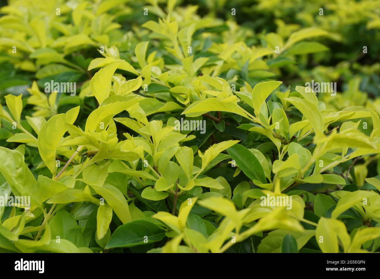 Foglie di tumulo d'oro. Chiamato anche Sinyo nakal, Duranta erecta, teh-tehan, alba, aurea, ragazza geisha, docce zaffiro e variegata Foto Stock