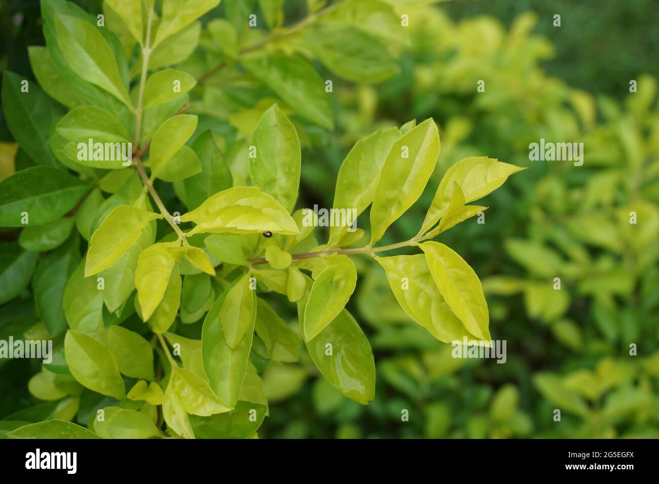 Foglie di tumulo d'oro. Chiamato anche Sinyo nakal, Duranta erecta, teh-tehan, alba, aurea, ragazza geisha, docce zaffiro e variegata Foto Stock