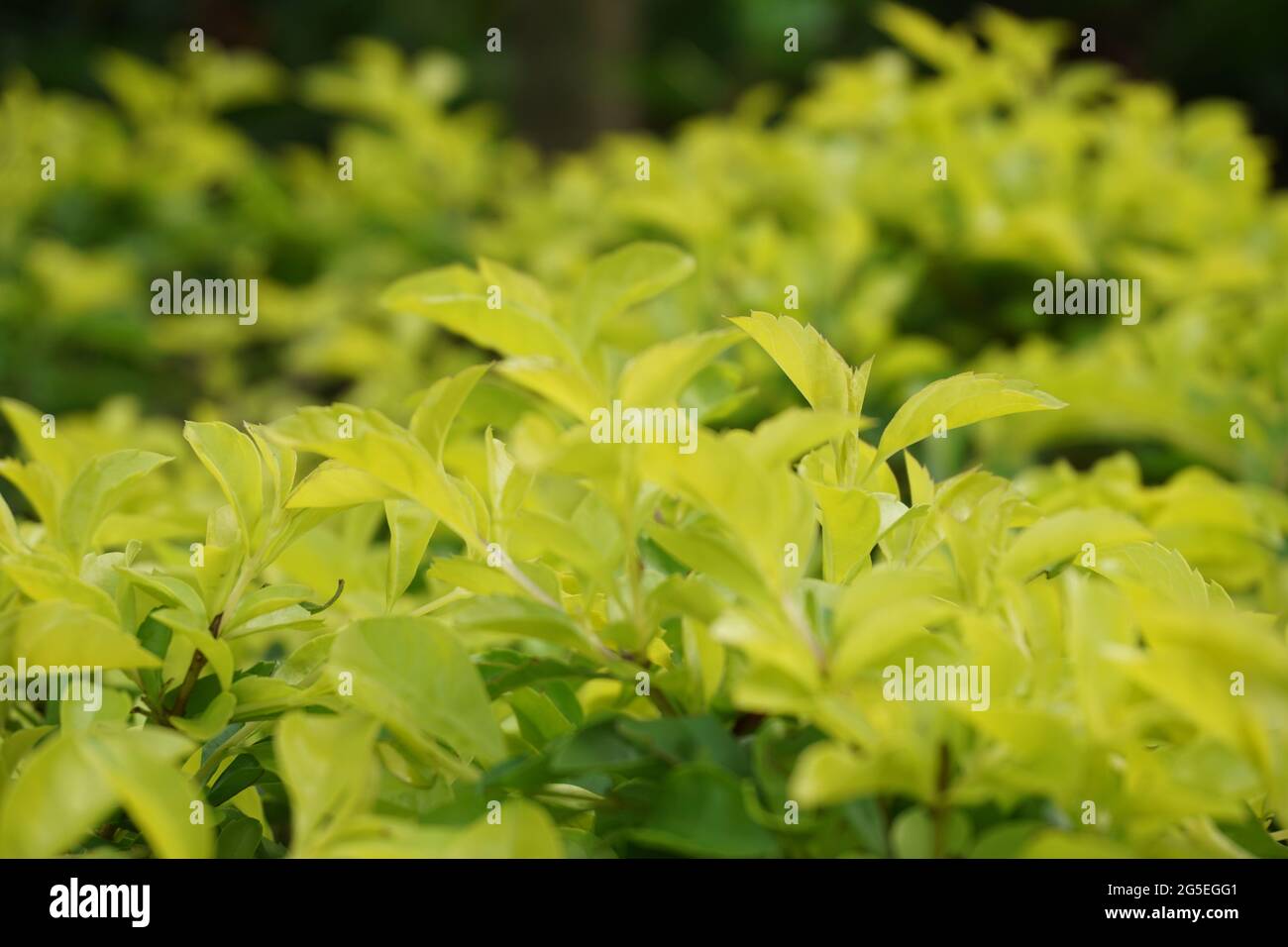 Foglie di tumulo d'oro. Chiamato anche Sinyo nakal, Duranta erecta, teh-tehan, alba, aurea, ragazza geisha, docce zaffiro e variegata Foto Stock