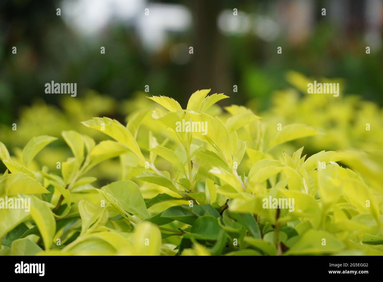 Foglie di tumulo d'oro. Chiamato anche Sinyo nakal, Duranta erecta, teh-tehan, alba, aurea, ragazza geisha, docce zaffiro e variegata Foto Stock