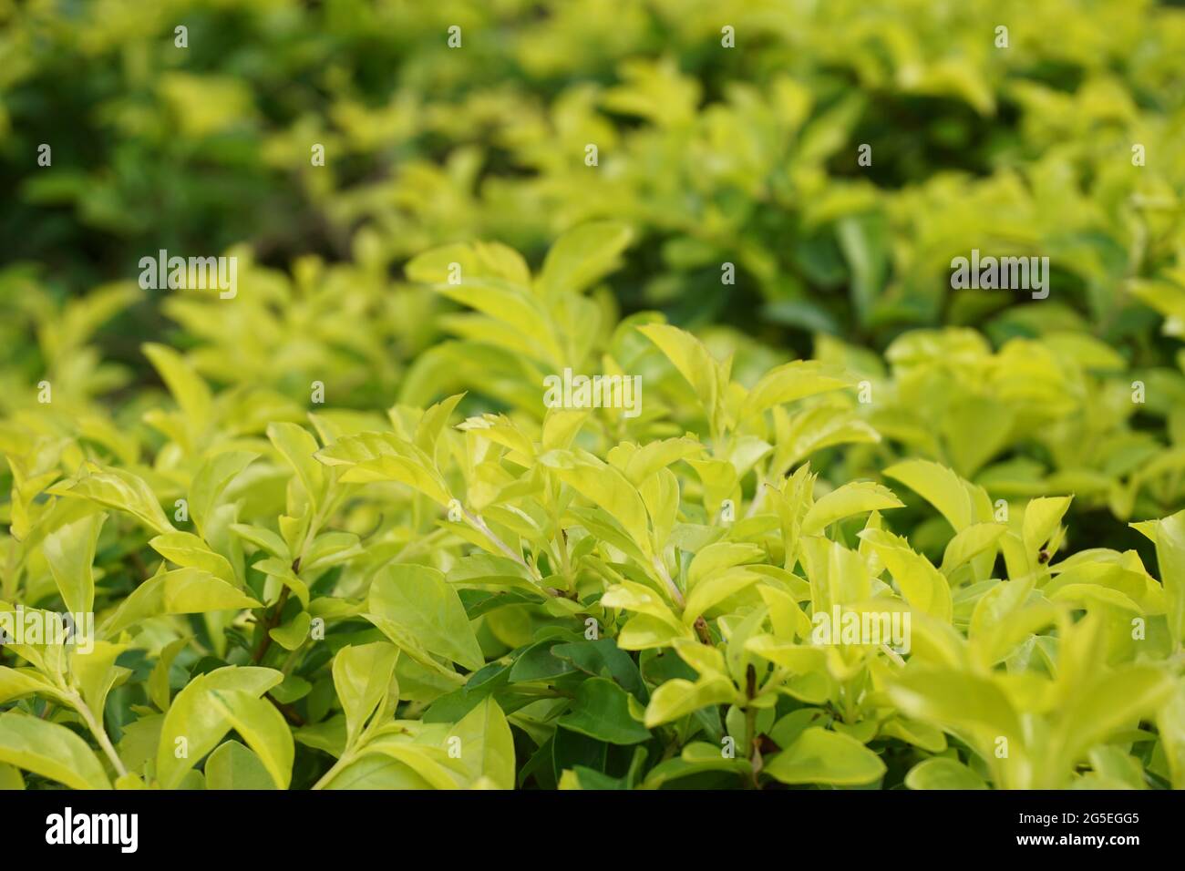 Foglie di tumulo d'oro. Chiamato anche Sinyo nakal, Duranta erecta, teh-tehan, alba, aurea, ragazza geisha, docce zaffiro e variegata Foto Stock
