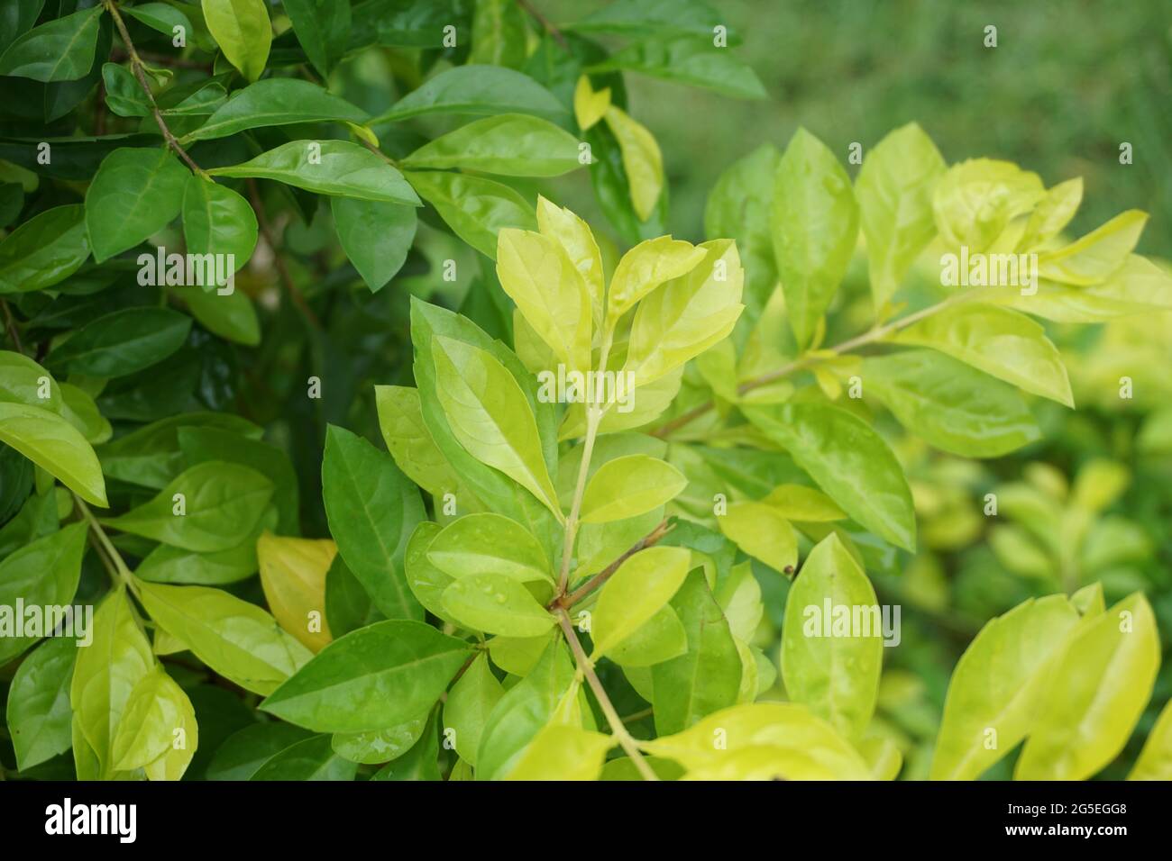 Foglie di tumulo d'oro. Chiamato anche Sinyo nakal, Duranta erecta, teh-tehan, alba, aurea, ragazza geisha, docce zaffiro e variegata Foto Stock