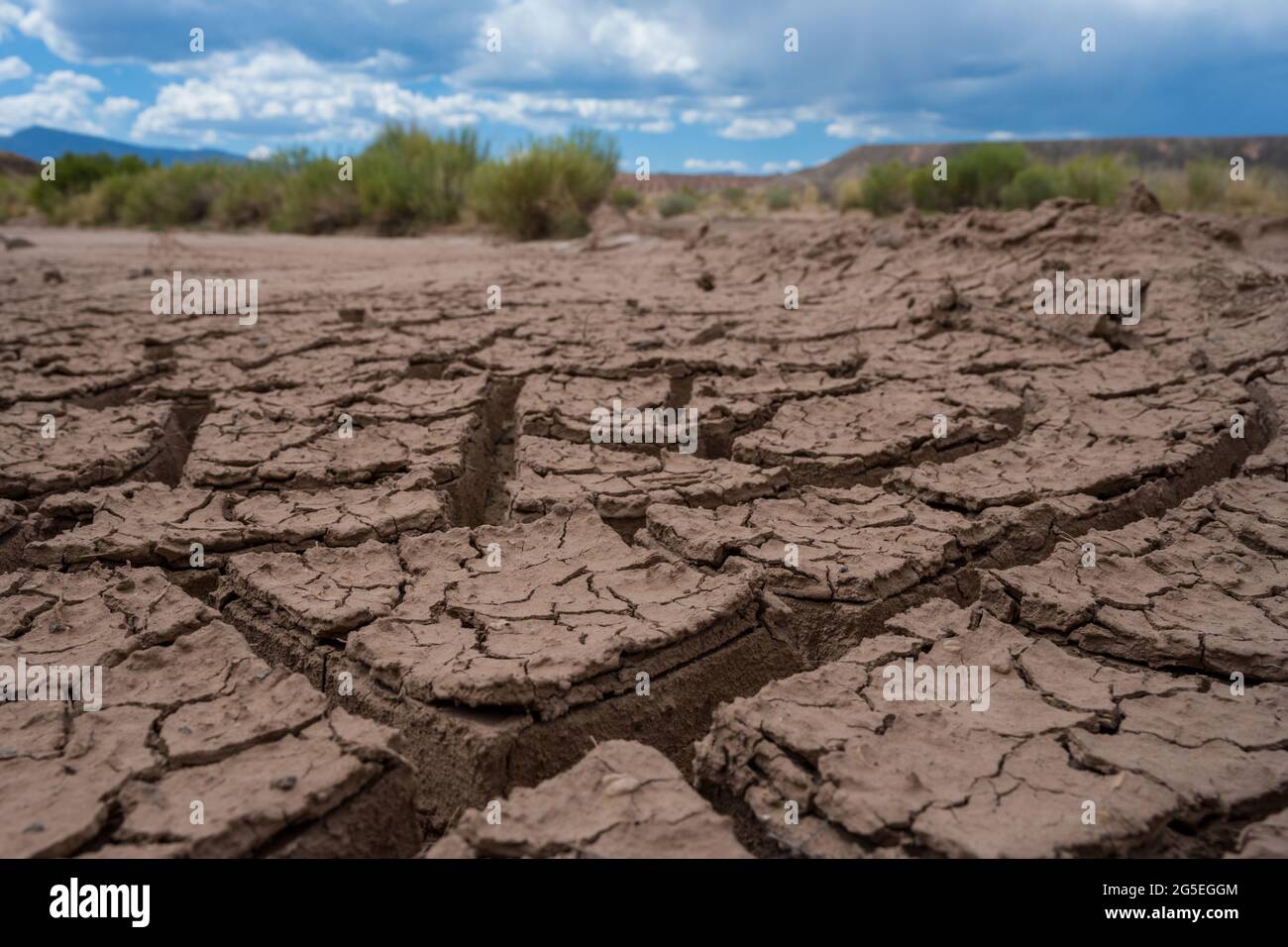 Erbe dietro spesse crepe in fango nel deserto dello Utah Foto Stock