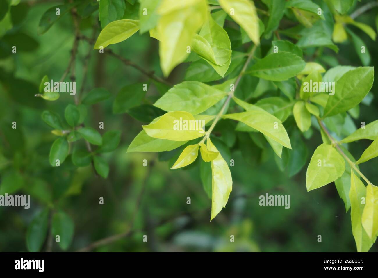 Foglie di tumulo d'oro. Chiamato anche Sinyo nakal, Duranta erecta, teh-tehan, alba, aurea, ragazza geisha, docce zaffiro e variegata Foto Stock