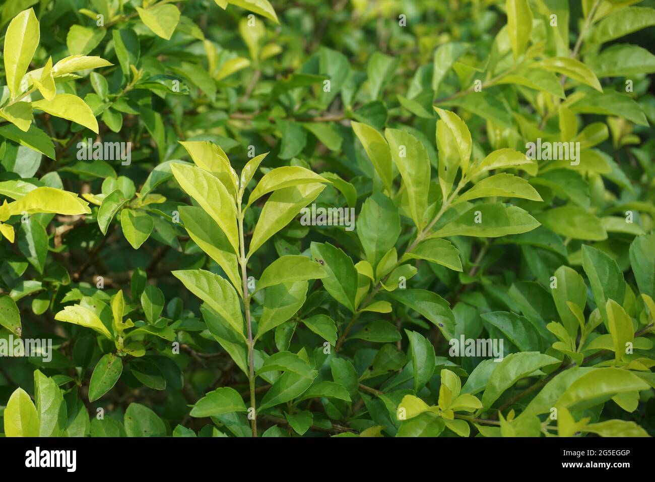 Foglie di tumulo d'oro. Chiamato anche Sinyo nakal, Duranta erecta, teh-tehan, alba, aurea, ragazza geisha, docce zaffiro e variegata Foto Stock