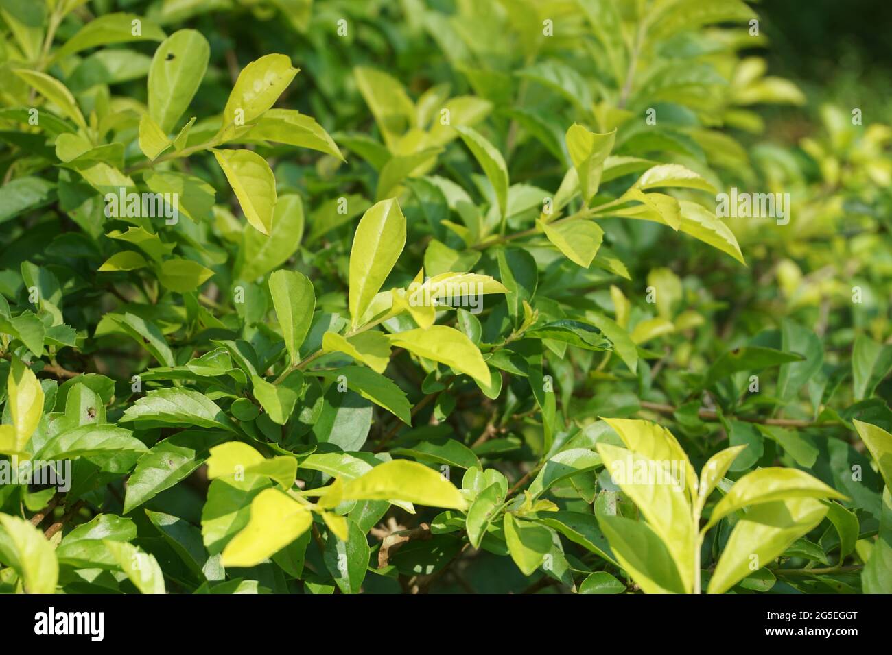 Foglie di tumulo d'oro. Chiamato anche Sinyo nakal, Duranta erecta, teh-tehan, alba, aurea, ragazza geisha, docce zaffiro e variegata Foto Stock