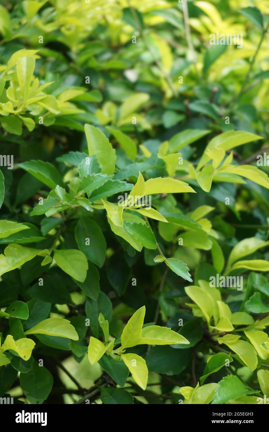 Foglie di tumulo d'oro. Chiamato anche Sinyo nakal, Duranta erecta, teh-tehan, alba, aurea, ragazza geisha, docce zaffiro e variegata Foto Stock