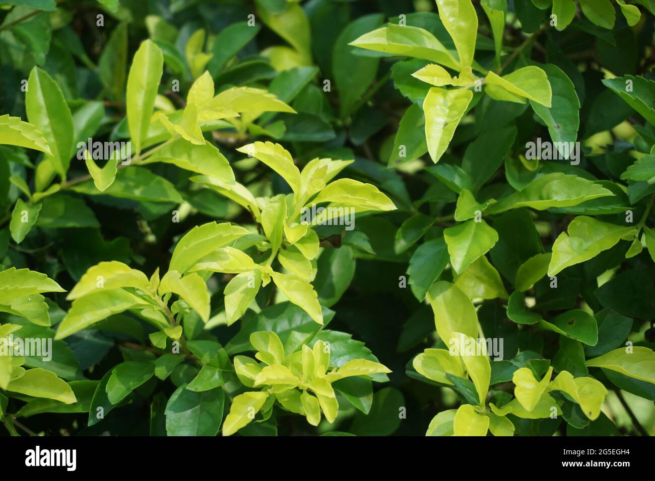 Foglie di tumulo d'oro. Chiamato anche Sinyo nakal, Duranta erecta, teh-tehan, alba, aurea, ragazza geisha, docce zaffiro e variegata Foto Stock