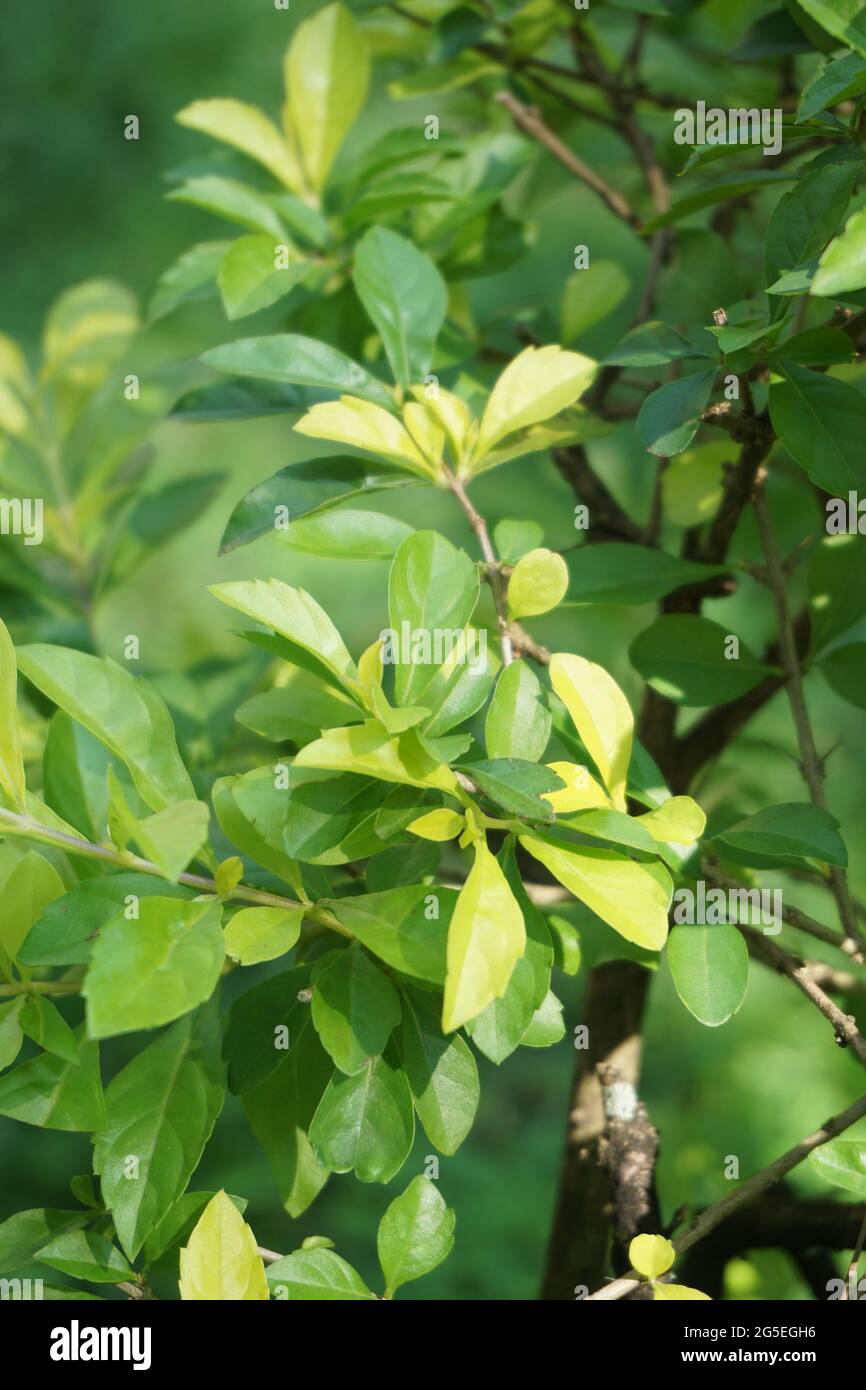 Foglie di tumulo d'oro. Chiamato anche Sinyo nakal, Duranta erecta, teh-tehan, alba, aurea, ragazza geisha, docce zaffiro e variegata Foto Stock