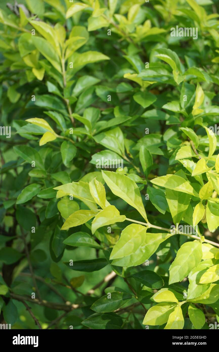 Foglie di tumulo d'oro. Chiamato anche Sinyo nakal, Duranta erecta, teh-tehan, alba, aurea, ragazza geisha, docce zaffiro e variegata Foto Stock