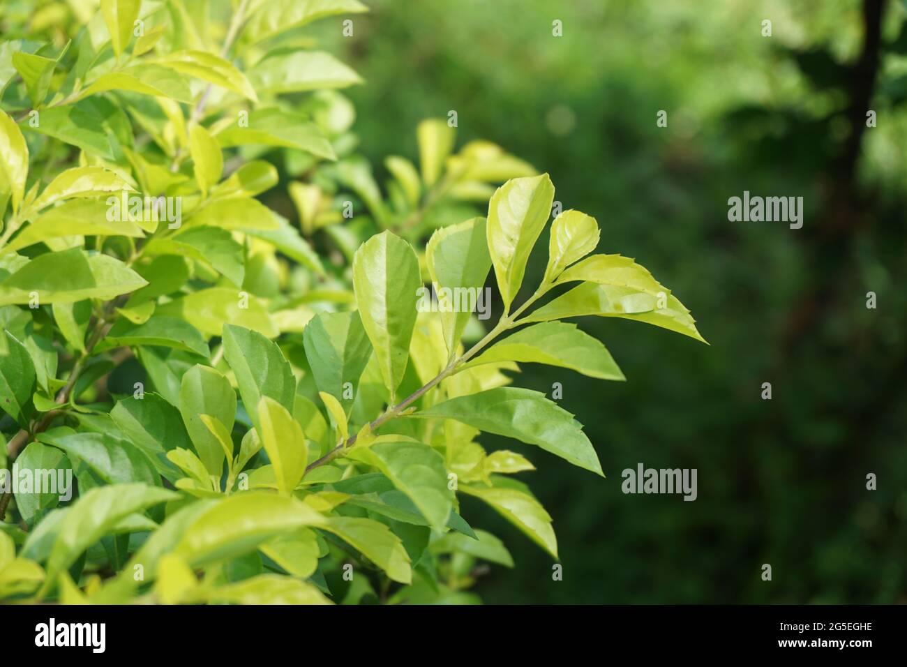 Foglie di tumulo d'oro. Chiamato anche Sinyo nakal, Duranta erecta, teh-tehan, alba, aurea, ragazza geisha, docce zaffiro e variegata Foto Stock