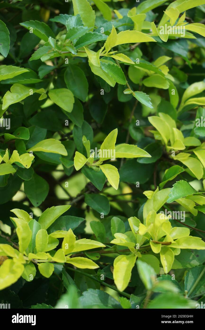 Foglie di tumulo d'oro. Chiamato anche Sinyo nakal, Duranta erecta, teh-tehan, alba, aurea, ragazza geisha, docce zaffiro e variegata Foto Stock