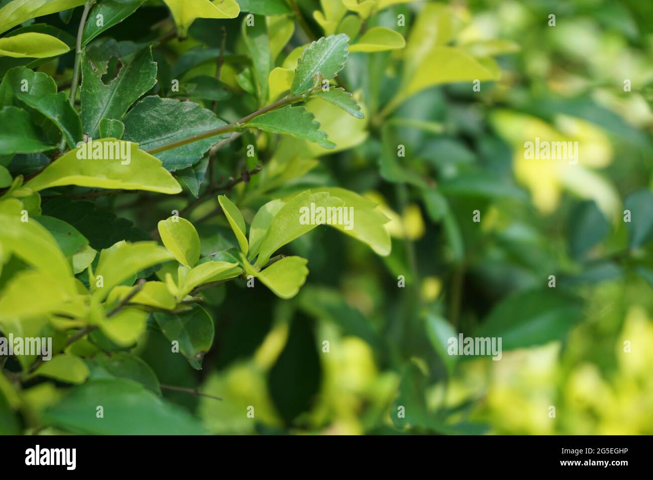 Foglie di tumulo d'oro. Chiamato anche Sinyo nakal, Duranta erecta, teh-tehan, alba, aurea, ragazza geisha, docce zaffiro e variegata Foto Stock