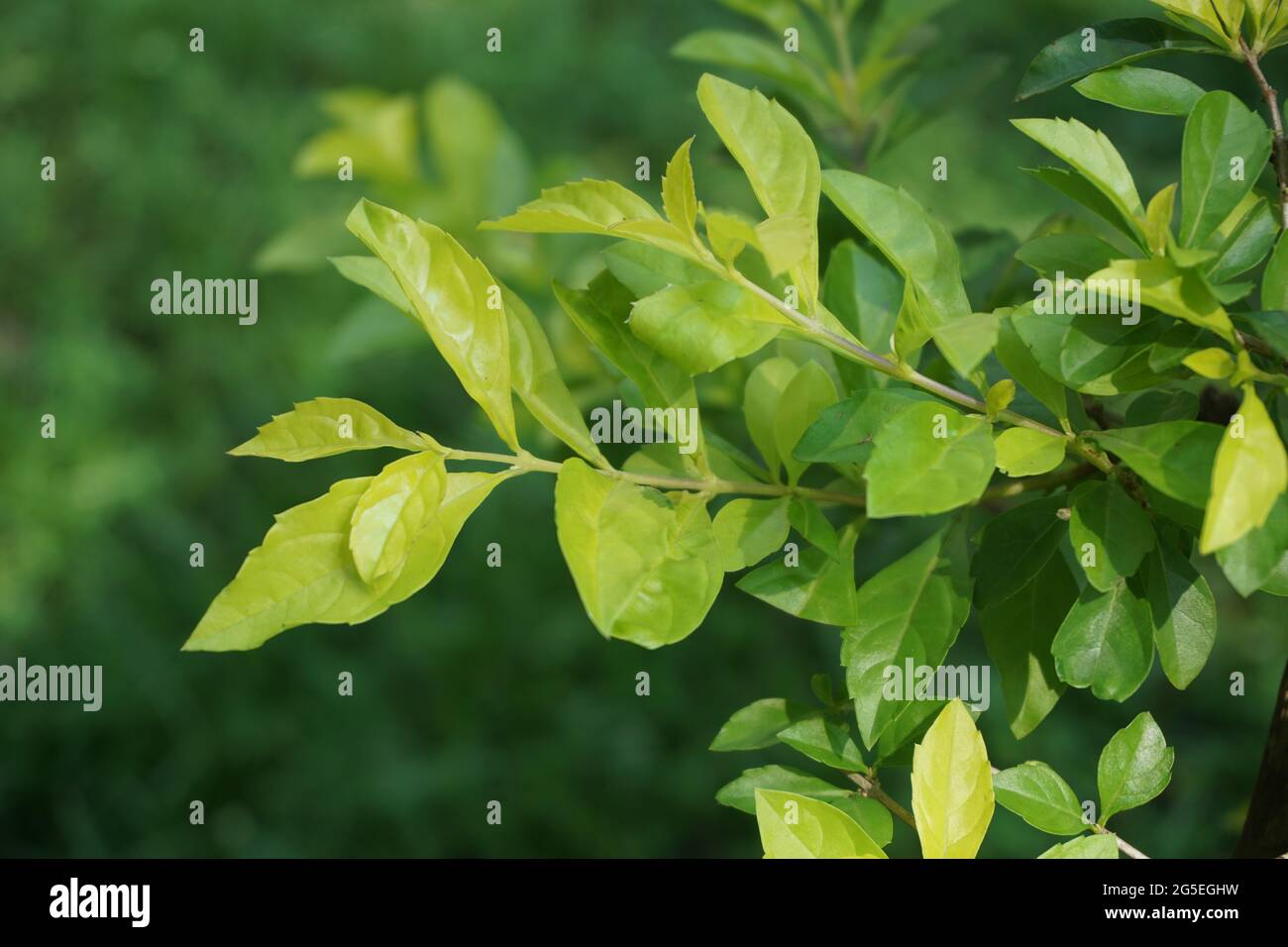 Foglie di tumulo d'oro. Chiamato anche Sinyo nakal, Duranta erecta, teh-tehan, alba, aurea, ragazza geisha, docce zaffiro e variegata Foto Stock