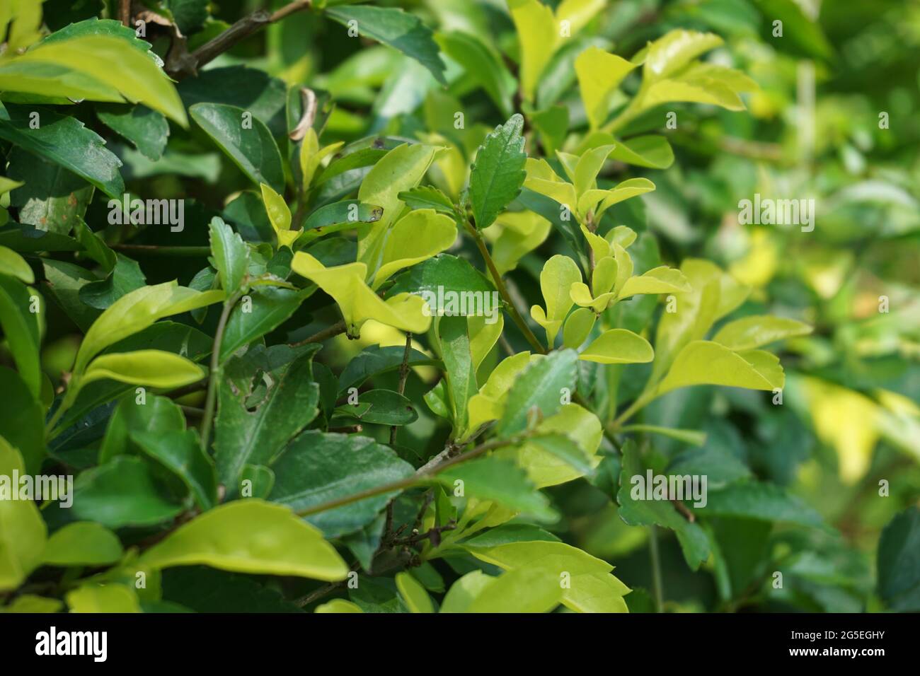Foglie di tumulo d'oro. Chiamato anche Sinyo nakal, Duranta erecta, teh-tehan, alba, aurea, ragazza geisha, docce zaffiro e variegata Foto Stock