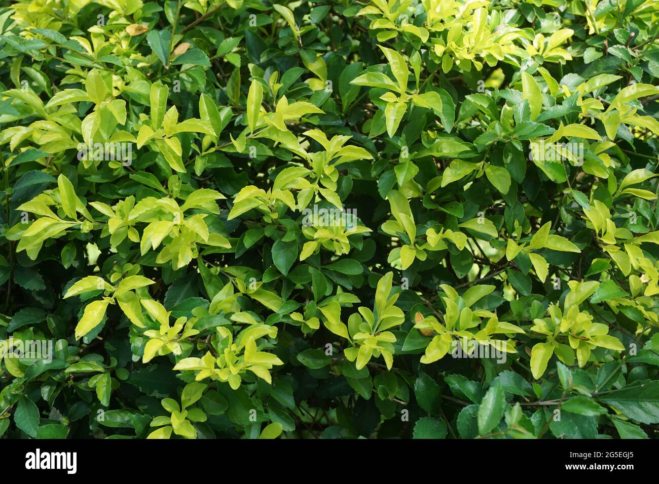 Foglie di tumulo d'oro. Chiamato anche Sinyo nakal, Duranta erecta, teh-tehan, alba, aurea, ragazza geisha, docce zaffiro e variegata Foto Stock