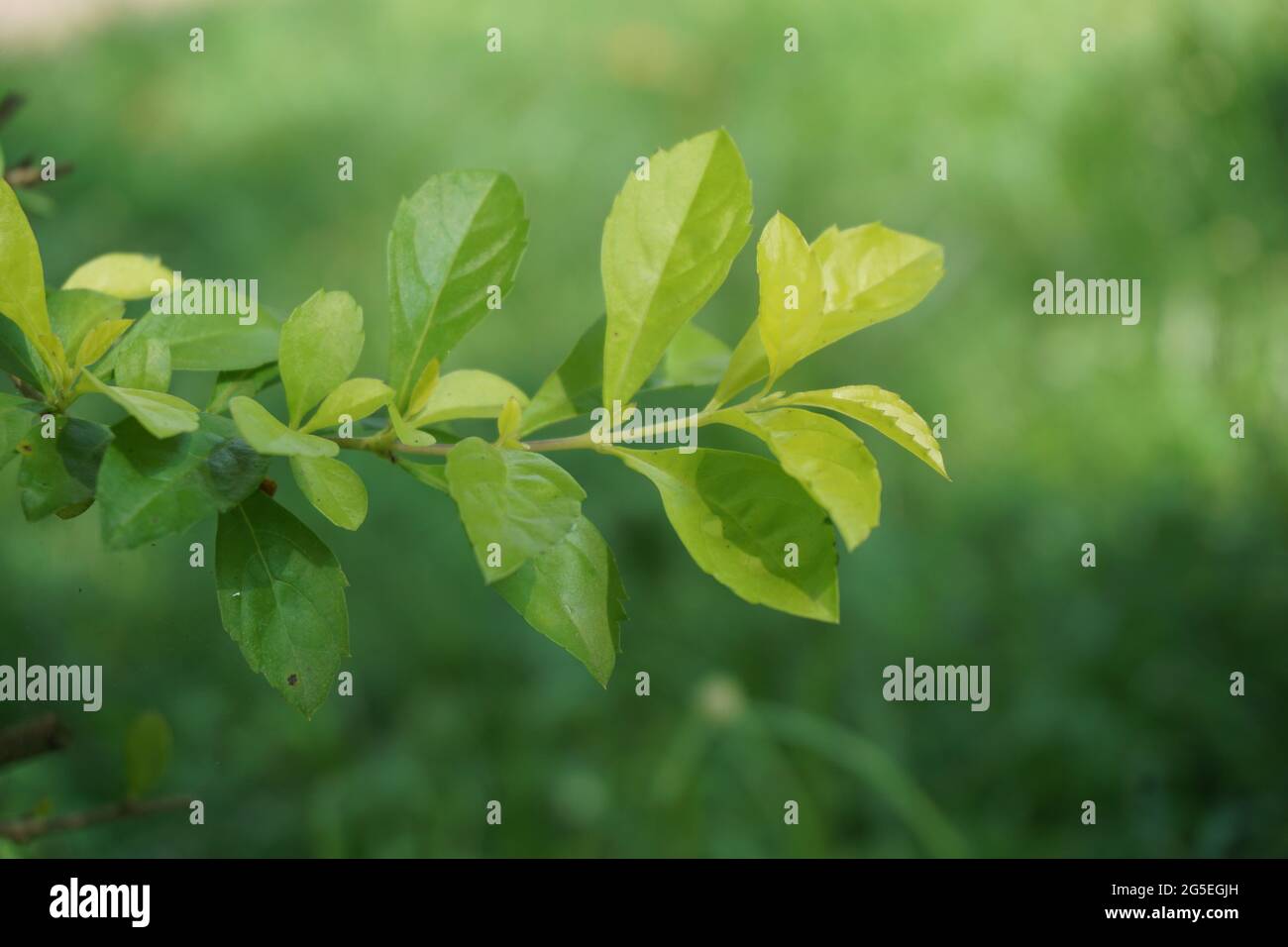 Foglie di tumulo d'oro. Chiamato anche Sinyo nakal, Duranta erecta, teh-tehan, alba, aurea, ragazza geisha, docce zaffiro e variegata Foto Stock